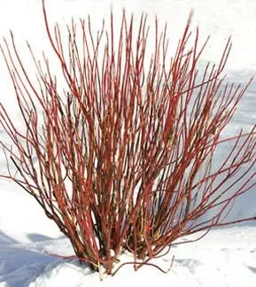 #1 dogwood arctic fire