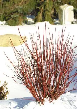 #1 dogwood arctic fire